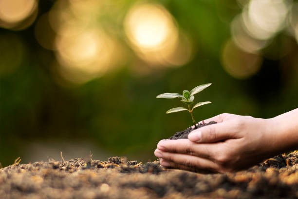 Earth Day Landscaping Ideas: Eco-Friendly Materials & Practices