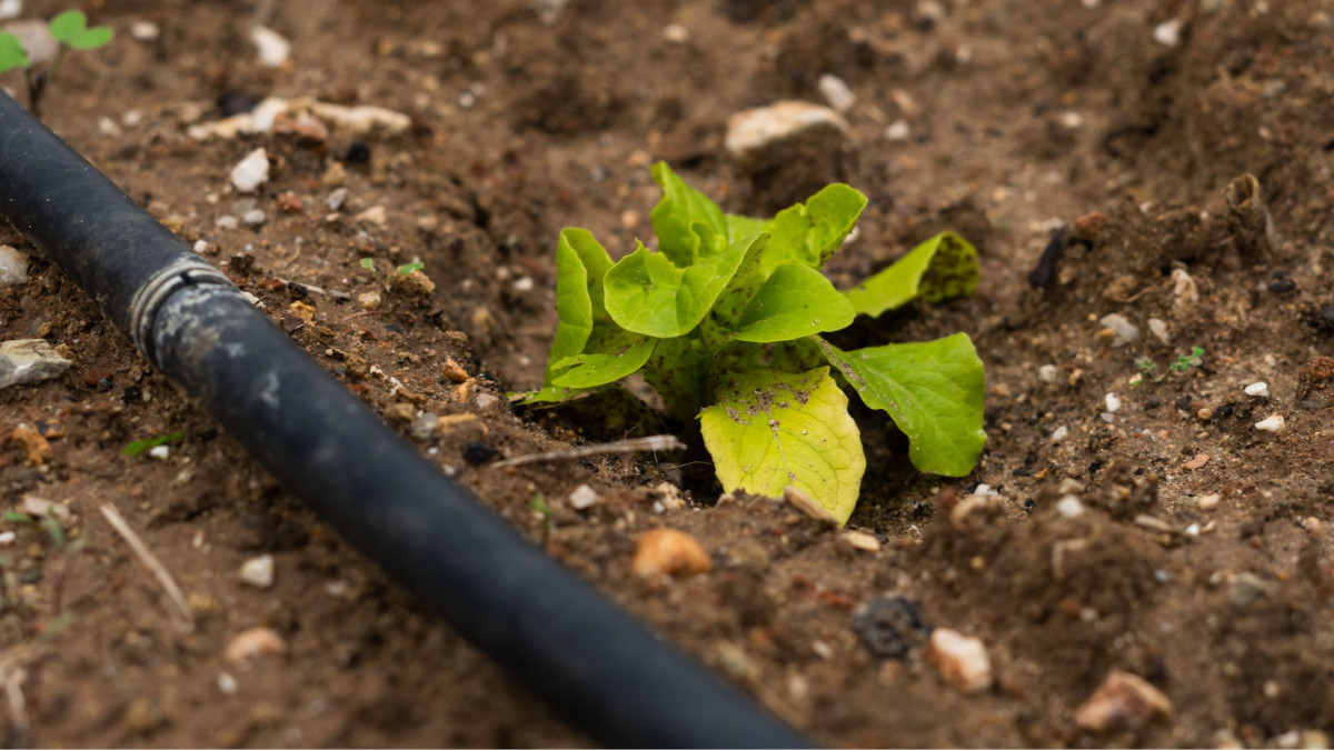Preventing Clogs in Drip Irrigation Systems