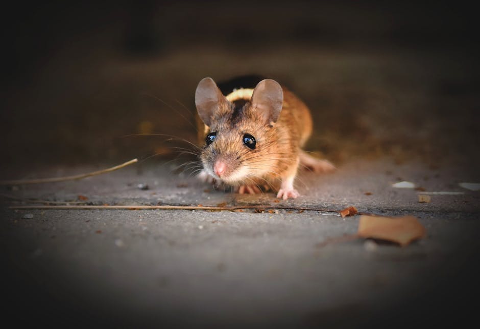 Mice Infestation: Warning Signs & When to Call an Exterminator